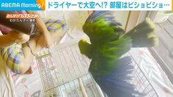 身体を乾かすインコ!! 満足気に優雅に羽根を広げるも部屋は“びしょ濡れ”状態に飼い主苦笑い