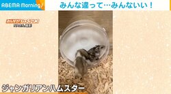 3匹のハムスターがランニングマシンを“奪い合い” 回転している中に飛び込む姿に「かわいいｗｗ」「『入れてー』って言ってる」反響