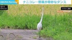 長い首を“ゆらゆら” サギが奇妙なダンス→素早くカエルを捕食 専門家「あそこまでの行動は見たことがない」
