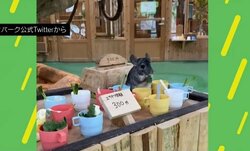 エサやり体験コーナーにいたチンチラの“キュートな行動”に飼育員「よく見る光景」