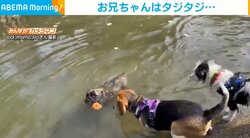 水に入れずビビる犬 横からサッと泳いで手助けしてくれた“妹”の姿に「ワンダフル兄妹」「これは一家」と反響