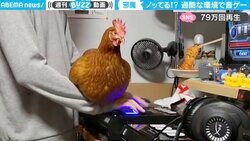 ニワトリがリズムを刻みながら“ビートマニア”を阻止する珍事 鉄壁の守りに「体幹凄い」と驚きの声も