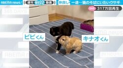 父親代わり？猫にべったりくっつくウサギが「一途すぎる」「こんなになつかれたらうれしいよなぁ」と話題に