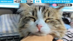 飼い主の手にアゴを乗せ… コショコショの途中で寝落ちする猫の貴重映像に「尊いが渋滞」の声