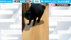 甘えん坊な黒猫が飼い主に向かって突然の“やんのか”ポーズ炸裂→その原因がおもしろすぎると話題に「かわいそうだけれどかわいいｗ」
