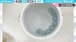 まるでわらび餅！バケツに入ったクラゲの“東京出張” 動画が「ずっと見ていたい」と話題