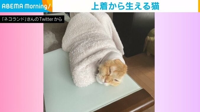 上着から生える猫 顔だけ出した“笑撃的な姿”に飼い主「鼻水吹いた」 1枚目