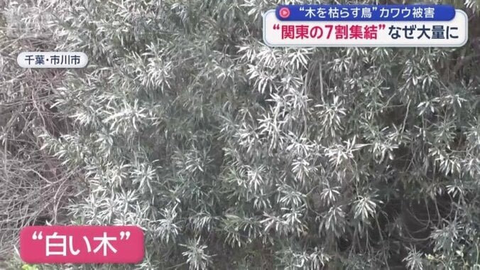 カワウのフンで真っ白に