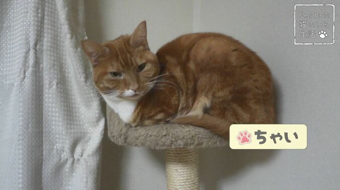 猫「お姉ちゃん遊んでー！」 マンチカン猫姉妹のほっこり日常に密着 2枚目