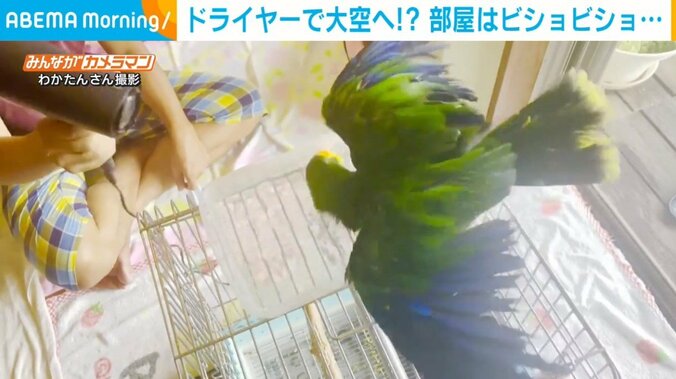 身体を乾かすインコ!! 満足気に優雅に羽根を広げるも部屋は“びしょ濡れ”状態に飼い主苦笑い 1枚目