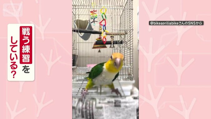 戦う練習をしてる？