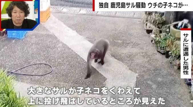野生のサル