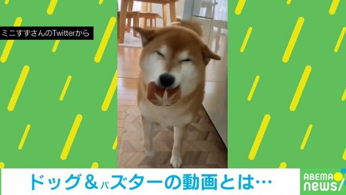 交互におもちゃを見せにくる犬たち 撫でてもらいたい？可愛すぎる“珍行動”が話題 1枚目