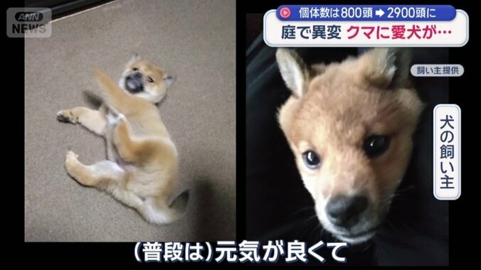 駆け付けた警察官がクマの足跡を追うと、その先にクマがいた