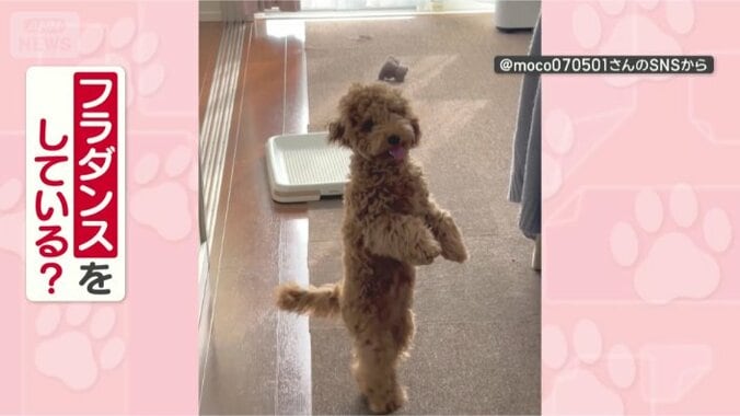 なぜフラダンスしているの？