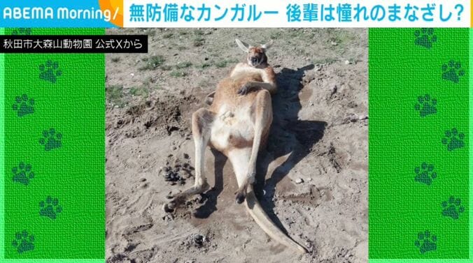 カンガルーのミオくん