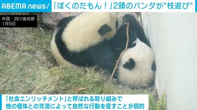 じゃれ合う2頭のパンダ