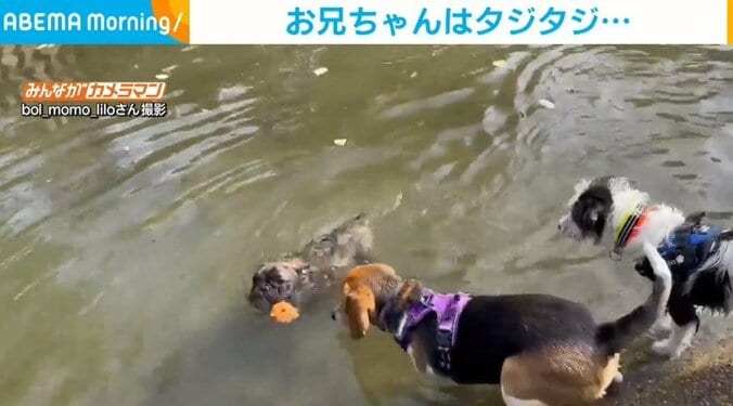 水に入れずビビる犬 横からサッと泳いで手助けしてくれた“妹”の姿に「ワンダフル兄妹」「これは一家」と反響 1枚目