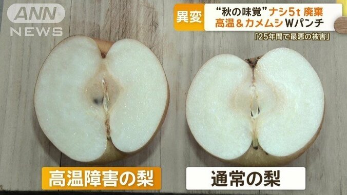 秋の味覚ナシ5トン廃棄　高温＆カメムシのWパンチ…25年で最悪の被害「もう夏の味覚」 1枚目