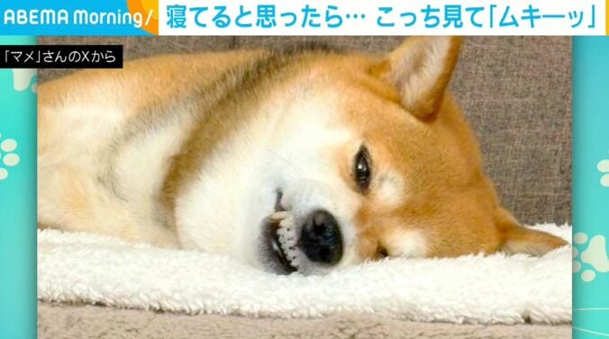柴犬のまめちゃん