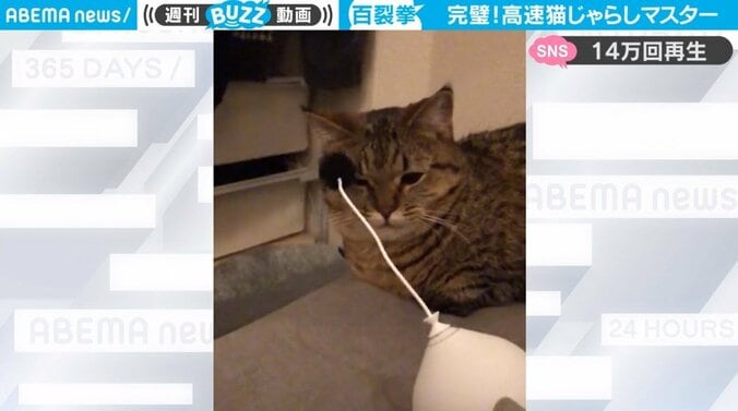 大はしゃぎ猫、猫じゃらしが電動と気づいて態度豹変 露骨すぎる対応差に「シュールすぎる」「一生見ていられる」視聴者を魅了 2枚目