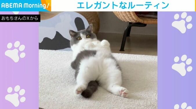 ブリティッシュショートヘアのおもちちゃん