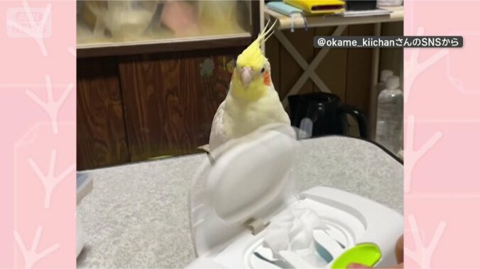 フタあけてー