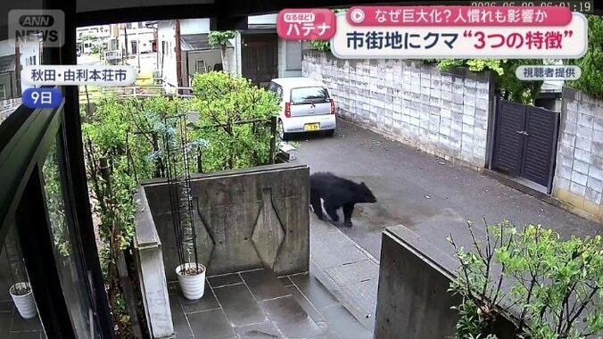 住宅街に現れたクマ