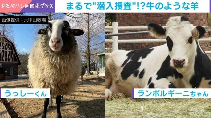 うっしーくんとランボルギーニちゃん
