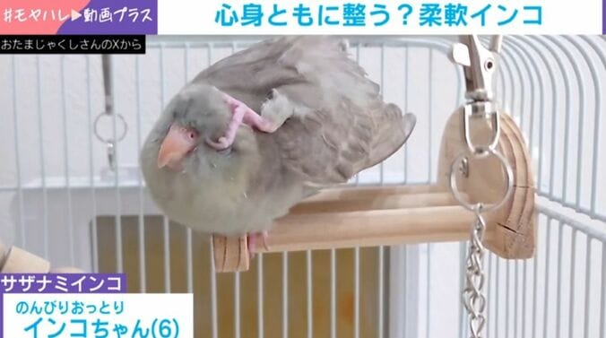 インコの“軟体ポーズ”