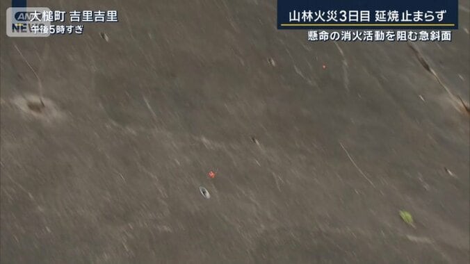 落ちてくる松ぼっくり