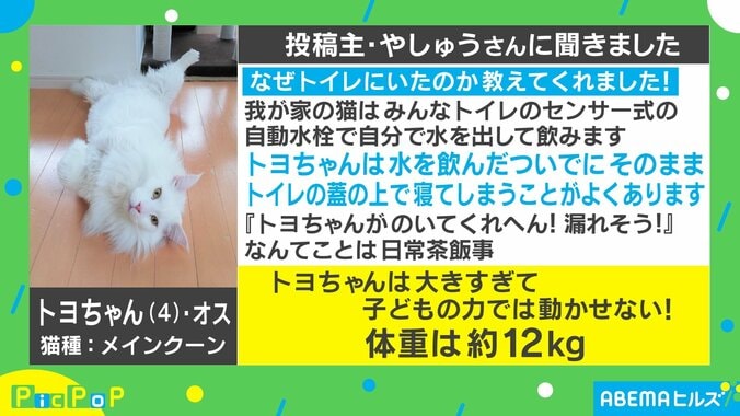 「譲らないニャ」トイレを占領する猫と3歳児の戦いがTwitterで話題「構ってもらえると知っているのか」 2枚目