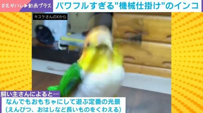インコ