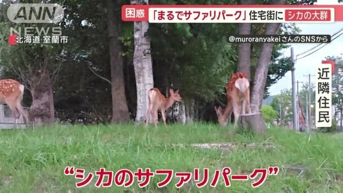 「動物園か、みたいな感じ」