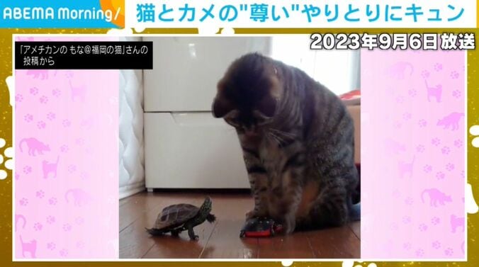 カメの軍曹くんと猫の小雪ちゃん