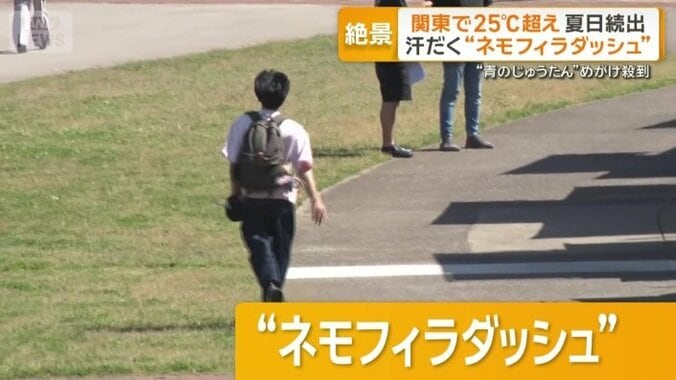 通称ネモフィラダッシュ