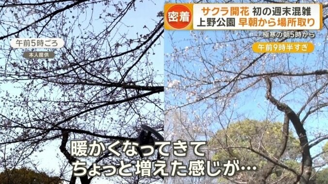 座り続けているうちに桜が開花？