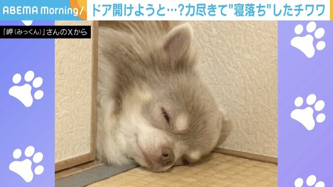 チワワの岬くん