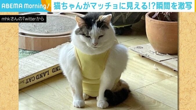 保護服を着た猫が“逆三角形のマッチョ”に 「ムキムキで解せぬ顔が素敵」「勝てる気がしない」と反響 1枚目