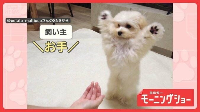 激しすぎる　バンザイからの…どりゃー！　お手が激しいワンちゃん　なぜ全力でお手？ 1枚目