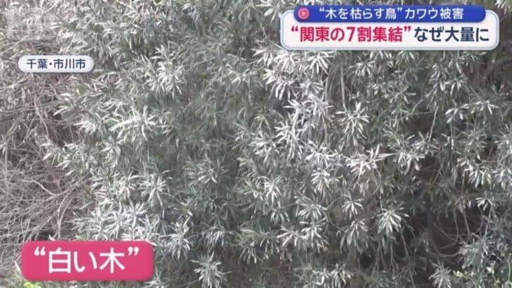 カワウのフンで真っ白に