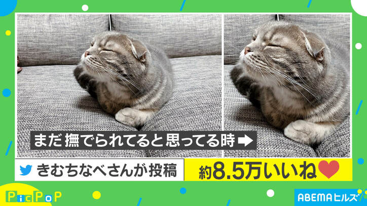 「もっと撫でてほしいニャ…」飼い主の手がないと知った猫の“しょんぼり顔”に反響