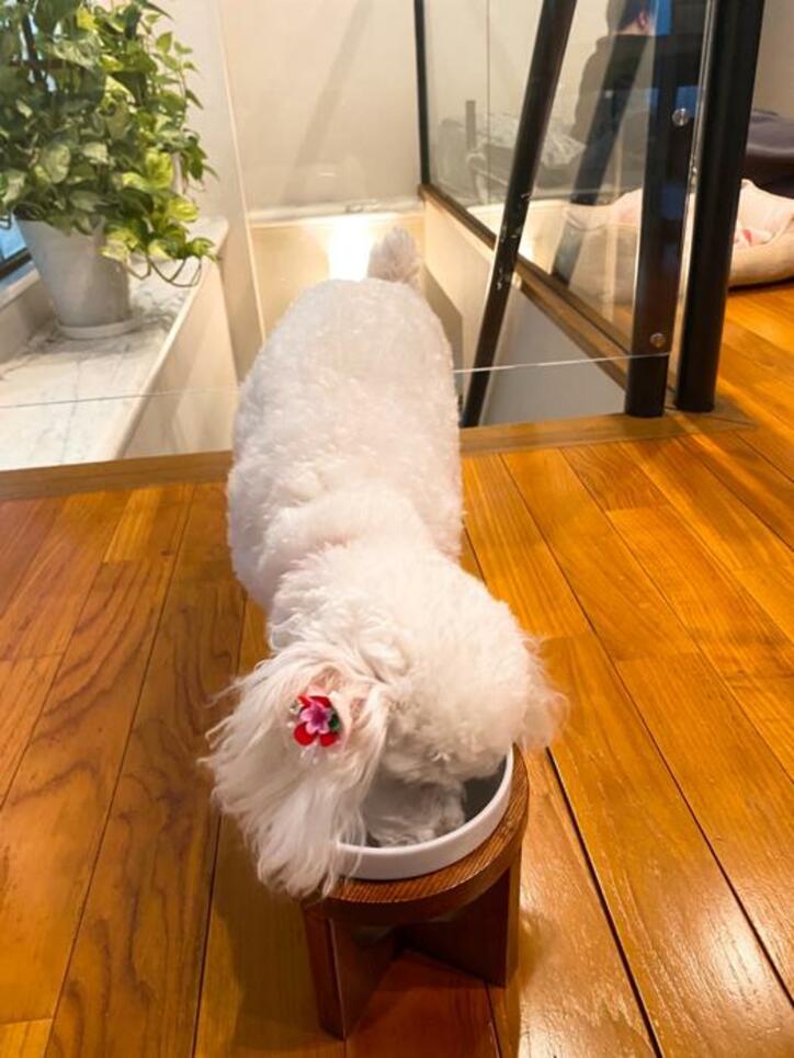  堀ちえみ、15歳の歌手デビューから丸40年「未来への希望で満ち溢れていました」 