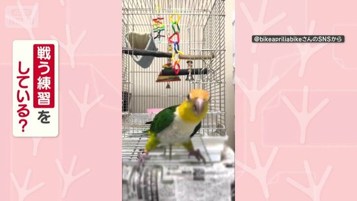 戦う練習をしてる？