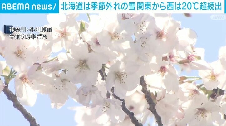 桜
