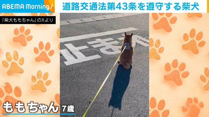 柴犬のももちゃん