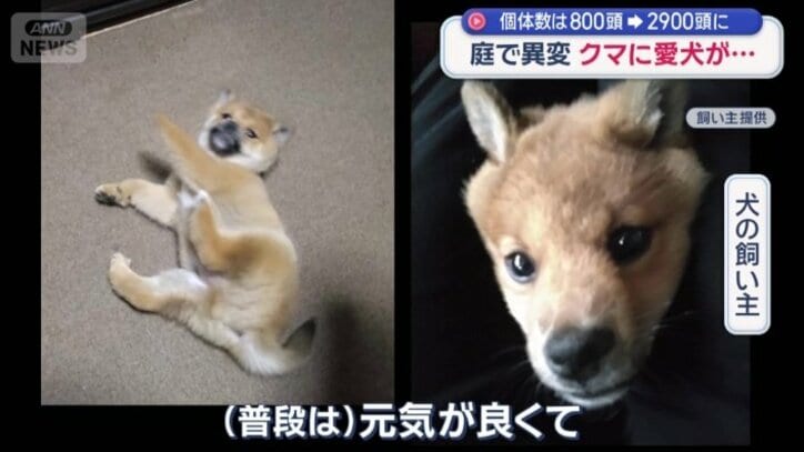 駆け付けた警察官がクマの足跡を追うと、その先にクマがいた