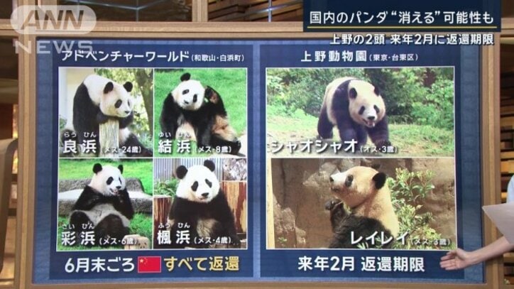 いま、日本にいるパンダ