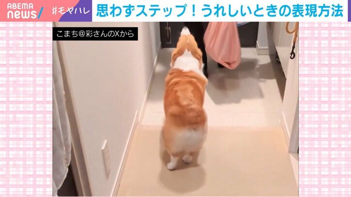 コーギーのこまちちゃん（5歳）