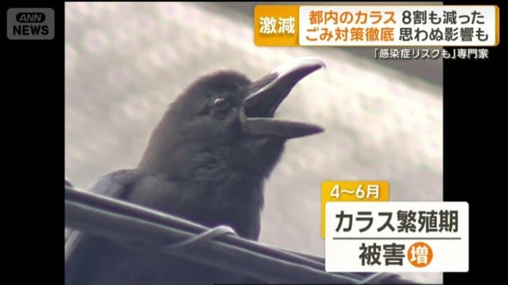 4月から6月はカラス繁殖期